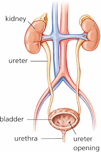 Bladder System