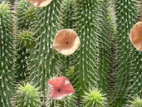 hoodia gordonii plant