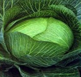 Cabbage