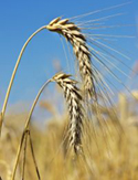 fibre