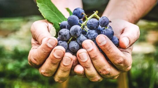 Health benefits of Resveratrol