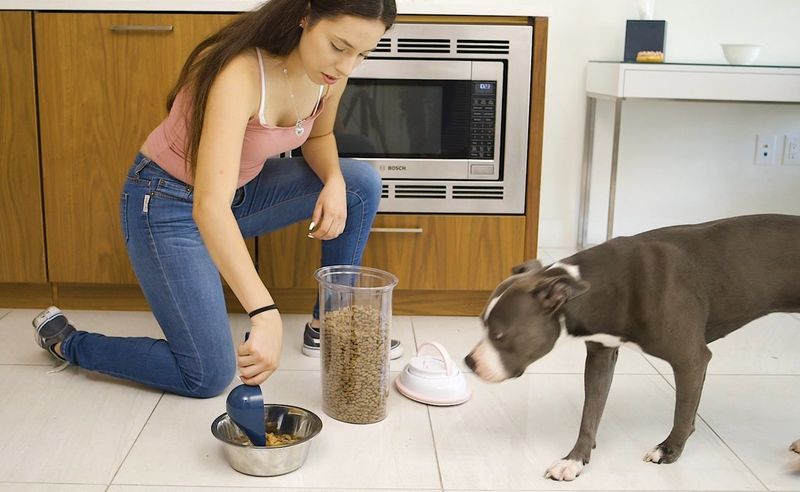 Best pet dog cat food container keeps your furry friends food fresh for weeks,
