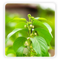 Gymnema sylvestre (Gurmar) plant