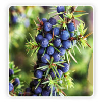Juniper Berries in nature on the plant