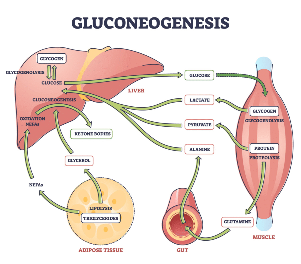 Image of Metabolic Flexibility Diagram showing Carb and Fat pathways