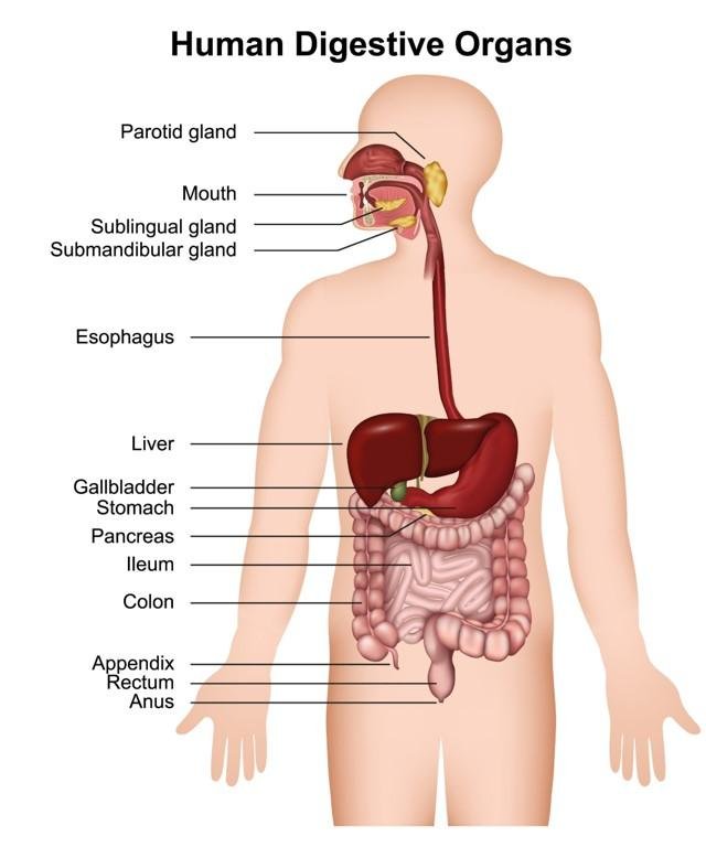 best digestive enzymes for Ozempic - Human digestive organs