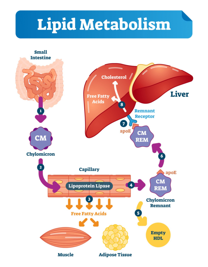 Lipid metabolism medical cycle scheme with small intestine, chylomicron, capillary, free fatty acids, cholesterol and liver.