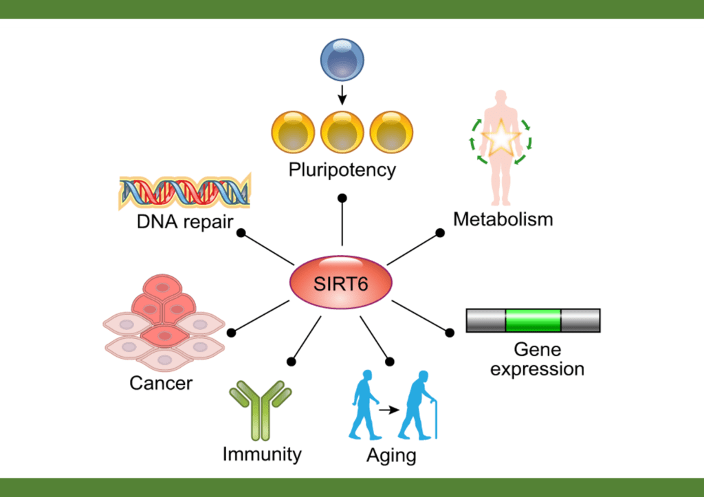 Sirtuins, such as Longevity Protein SIRT6, have emerged in recent years as critical modulators of multiple biological processes, regulating cellular metabolism, DNA repair, gene expression, and mitochondrial biology. As such, SIRT6 evolved to play key roles in organismal homeostasis, and defects in these proteins have been linked to a plethora of diseases, including cancer, neurodegeneration, and aging.