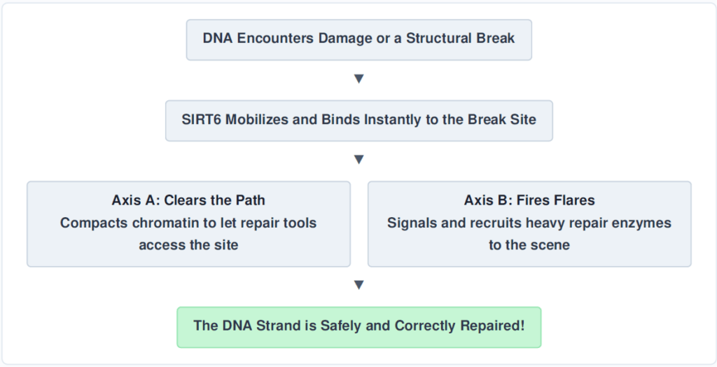 SIRT6 acts as a first responder at the scene of dangerous DNA breaks