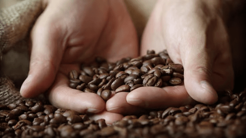 Moderate coffee consumption (2–4 cups/day) is generally safe, acting as a mental stimulant linked to improved cognitive function, higher energy levels, and lower risk of chronic diseases like type 2 diabetes, Parkinson's, and certain cancers. Potential side effects include insomnia, anxiety, and jitters due to excess caffeine.