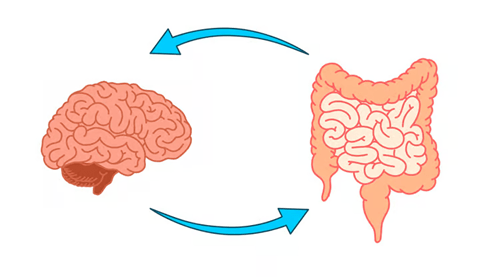 The gut-brain axis is a bidirectional communication network linking the enteric nervous system (gut) and central nervous system (brain). Signals travel via the vagus nerve, neurotransmitters, and immune pathways, influencing mood, digestion, and stress responses.